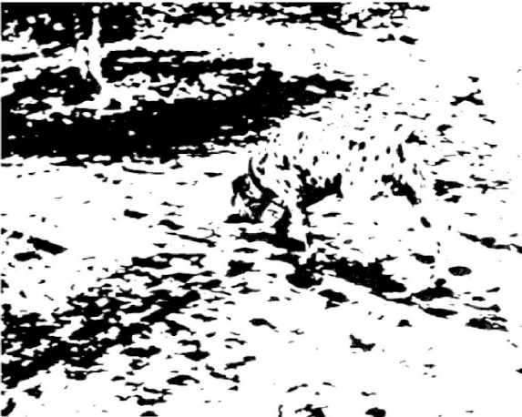 The-dog-picture-is-a-popular-example-of-emergence-from-the-field-of-gestalt-psychology